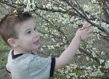 TreeinBloom